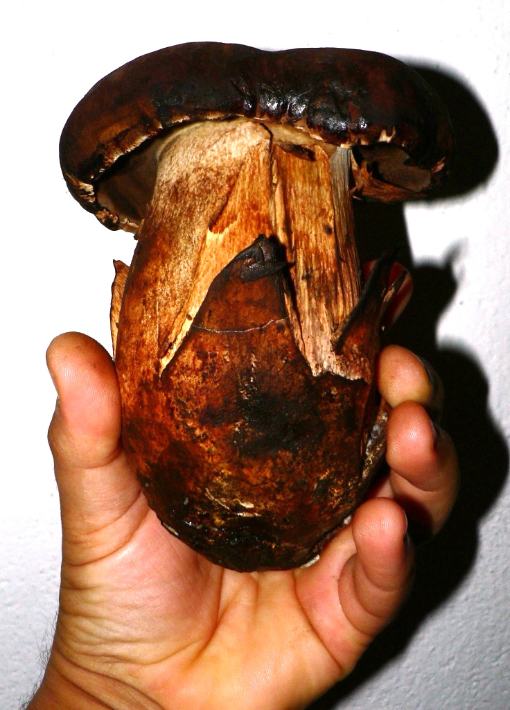 Boletus fragans????